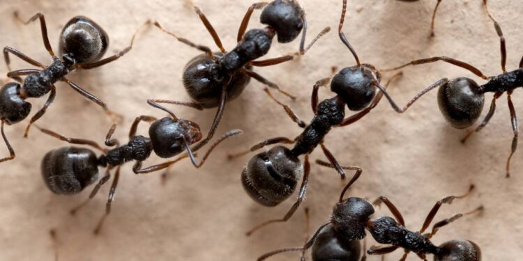 Pesquisa revela comportamento semelhante ao de humanos em insetos