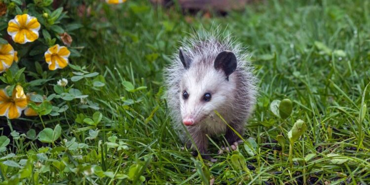 Como afastar gambás de casa com segurança e respeito aos próprios bichinhos