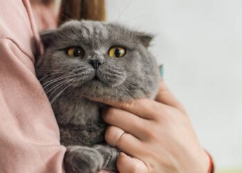 Você pode achar inofensivo, mas para o seu gato estes 5 itens podem ser letais