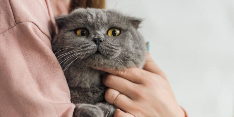 Você pode achar inofensivo, mas para o seu gato estes 5 itens podem ser letais