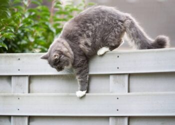 Dicas práticas para evitar que seu gato saia de casa sozinho