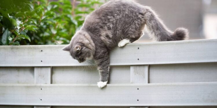 Dicas práticas para evitar que seu gato saia de casa sozinho