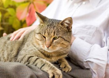Os segredos para prolongar a vida do seu gato após os dez anos