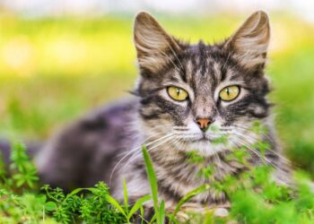 Gatos também sofrem em silêncio: sinais de dor que podem passar despercebidos