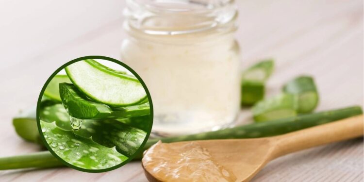 Pomada natural com babosa para queimaduras leves