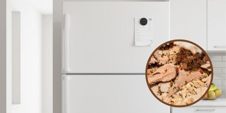 Como eliminar cupins escondidos na base da geladeira sem desmontar