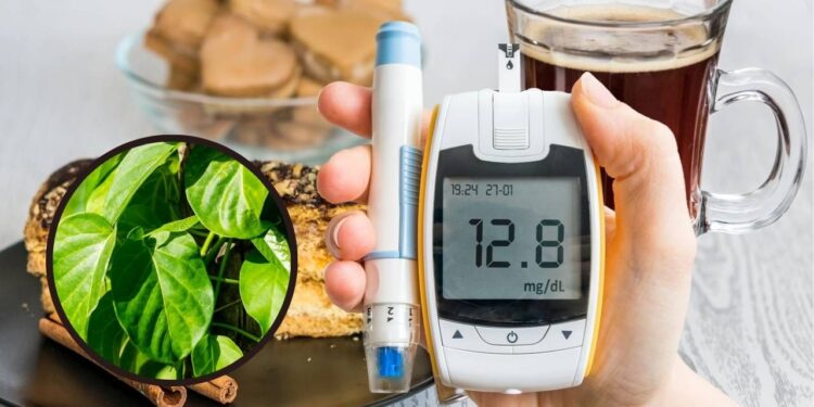A planta para o controle natural da glicemia