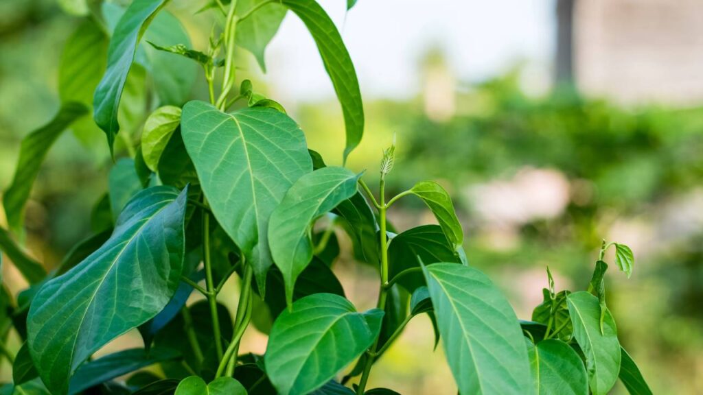 A planta para o controle natural da glicemia