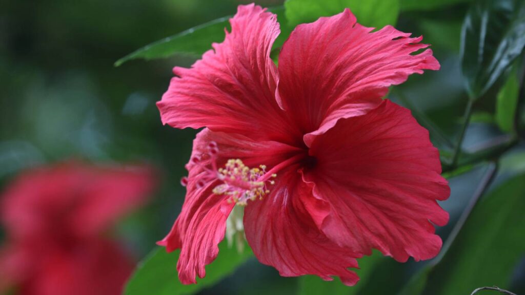 Plantas calmantes para ajudar a controlar a pressão alta