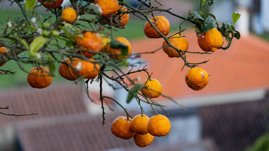 Suco de laranja com cenoura: receita clássica que reforça a imunidade