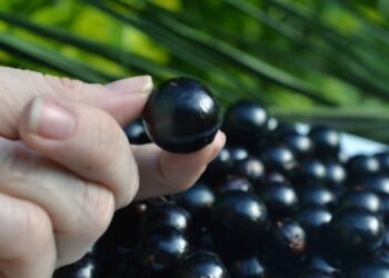 Como fazer muda de jabuticaba e manter em vaso sem complicação