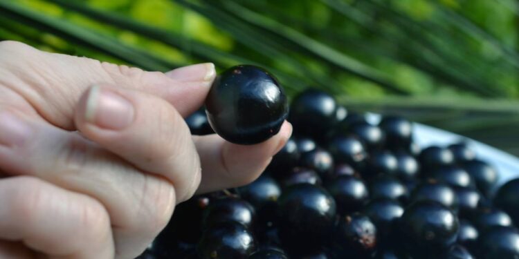 Como fazer muda de jabuticaba e manter em vaso sem complicação