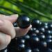 Como fazer muda de jabuticaba e manter em vaso sem complicação