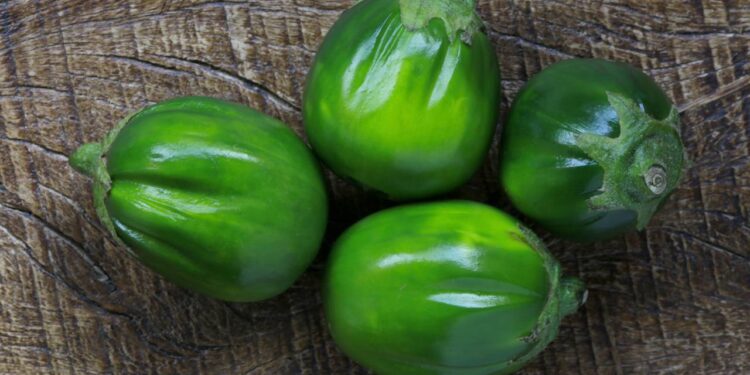 Tenha uma rica plantação de jiló no seu quintal com dicas de jardinagem