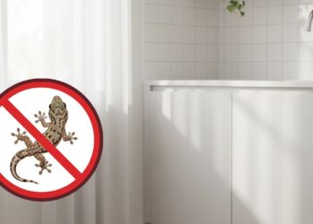 As lagartixas desaparecem dos móveis e dos cantos da casa com este hábito diário