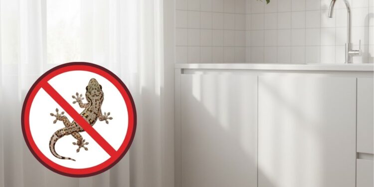As lagartixas desaparecem dos móveis e dos cantos da casa com este hábito diário