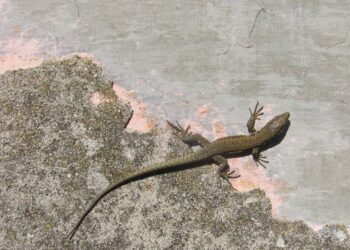 O truque natural que elimina lagartixas sem veneno nem sujeira