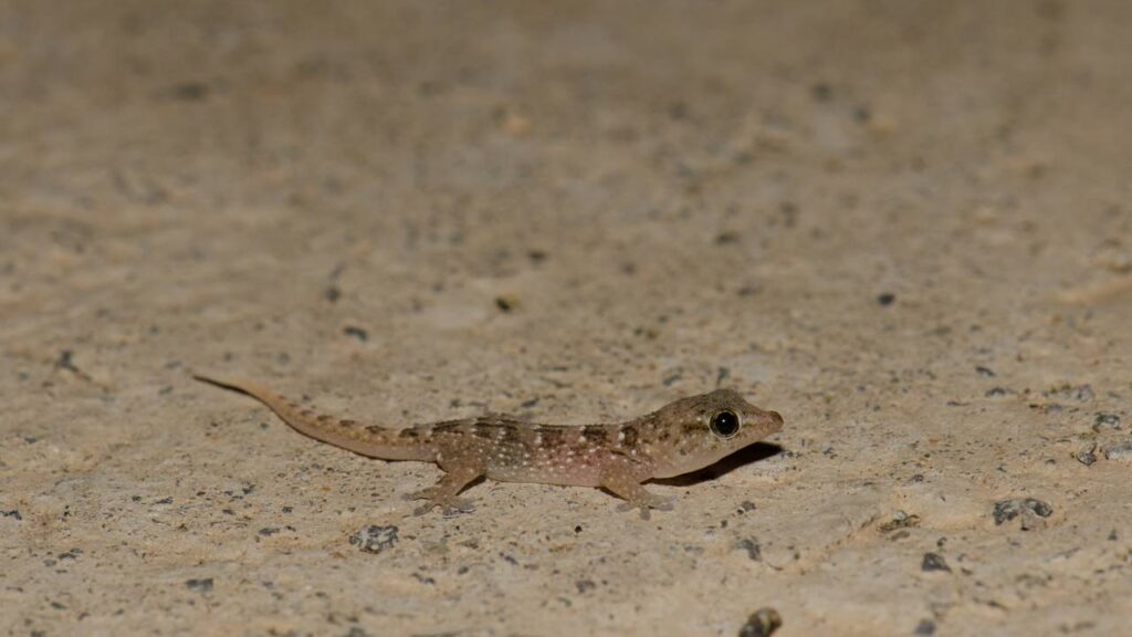 O truque natural que elimina lagartixas sem veneno nem sujeira