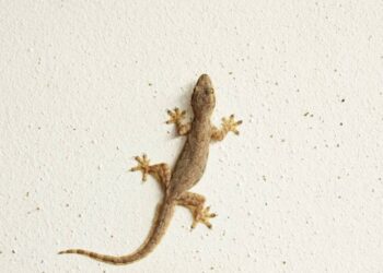 4 plantas que mantêm lagartixas longe das paredes e muros