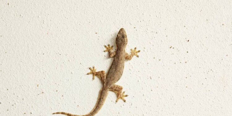 4 plantas que mantêm lagartixas longe das paredes e muros