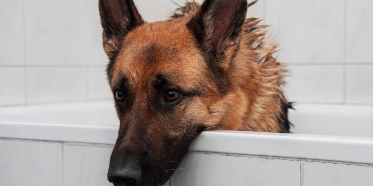 Você está limpando as orelhas do seu cachorro errado? Aprenda o jeito certo e evite a temida otite canina