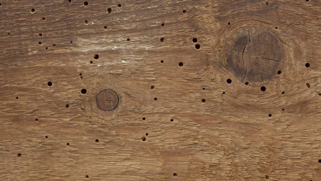 Estes são os sinais de que há cupins escondidos no seu armário