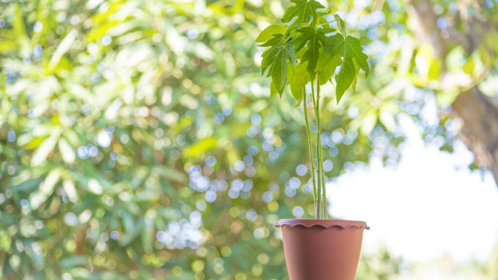 Dicas para plantar mamão e colher mesmo em espaços pequenos