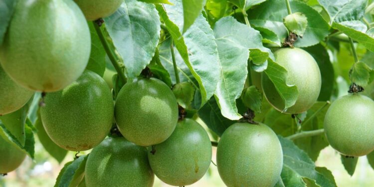 Plante maracujá em abundância e colha em até 5 meses com guia completo