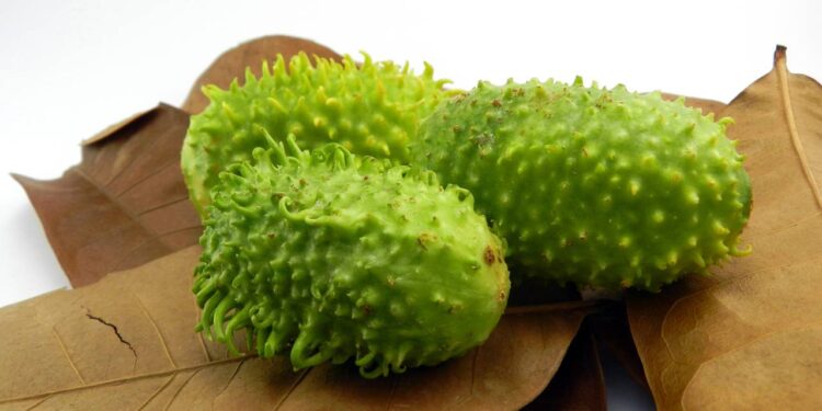 Maxixe: o superalimento brasileiro que une sabor, saúde e tradição