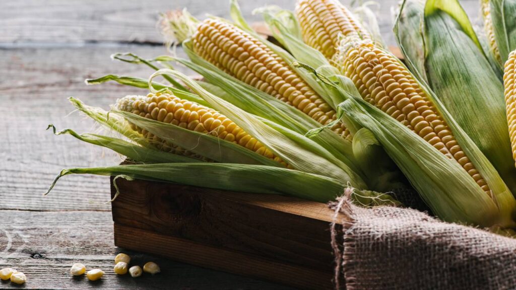 Tenha uma próspera plantação de milho-verde com dicas de jardinagens infalíveis