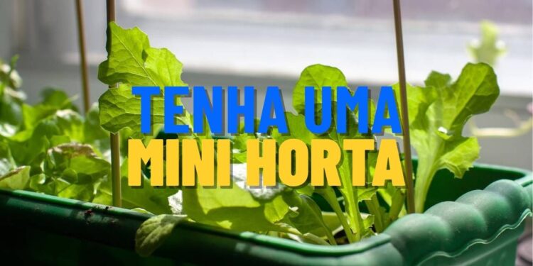Frutas perfeitas para quem quer começar uma mini horta