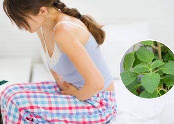 Esta folha natural elimina o desconforto no estômago rapidamente