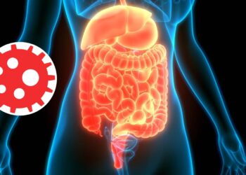 Pequeno vírus que ajuda o corpo humano mantém intestino saudável