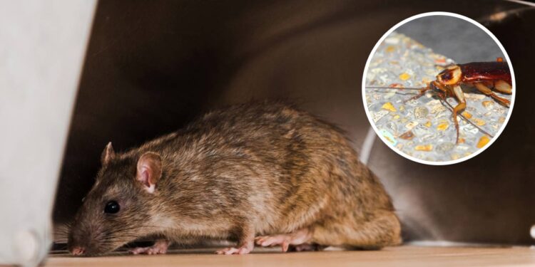 Basta uma folha para se livrar de ratos e baratas de forma natural