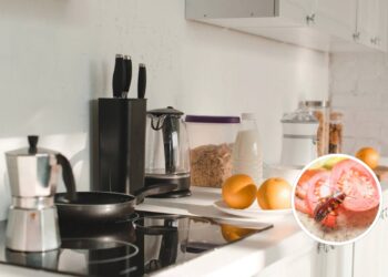 Sua cozinha pode estar atraindo pragas por esses erros comuns de limpeza