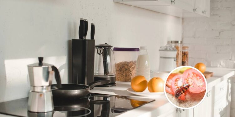 Sua cozinha pode estar atraindo pragas por esses erros comuns de limpeza