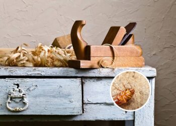 Esconderijos comuns de pragas em casa e como evitar infestações