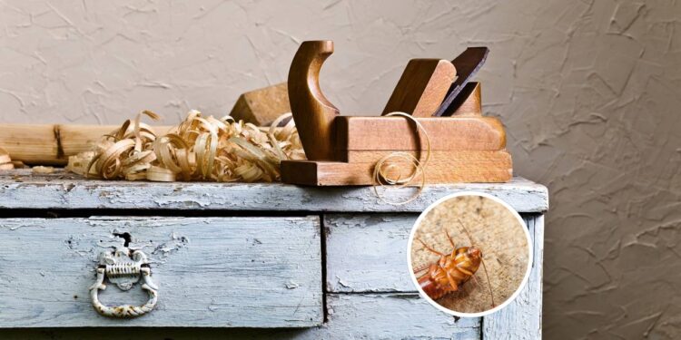 Esconderijos comuns de pragas em casa e como evitar infestações