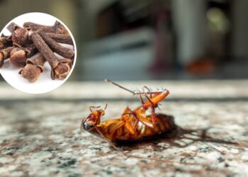 Basta jogar esse grão no cantinho certo para espantar baratas da despensa