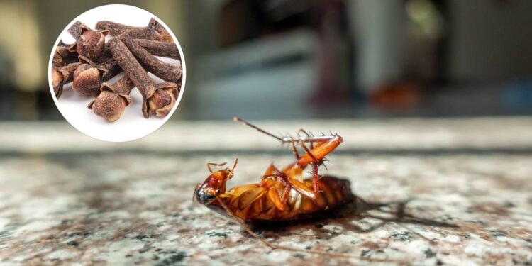 Basta jogar esse grão no cantinho certo para espantar baratas da despensa