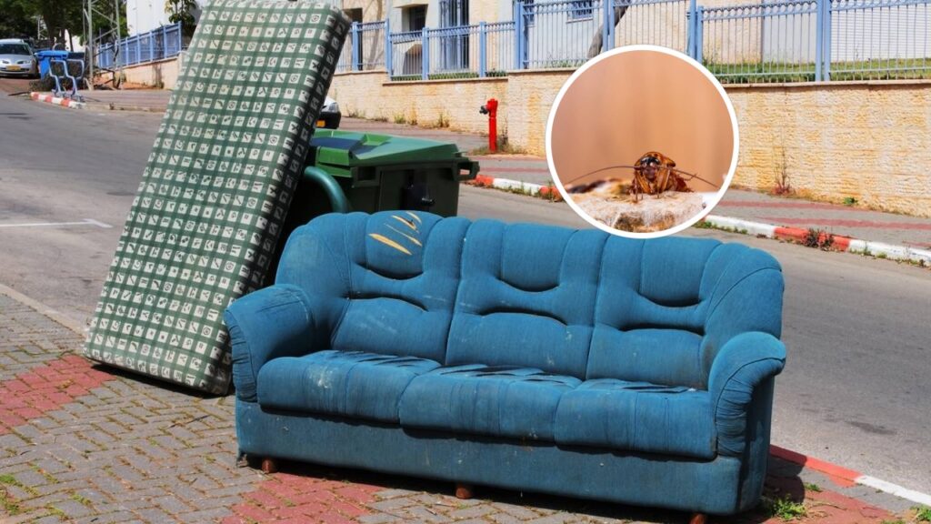 Uso inadequado de produtos e falhas na prevenção dificultam o combate eficaz a pragas em casa