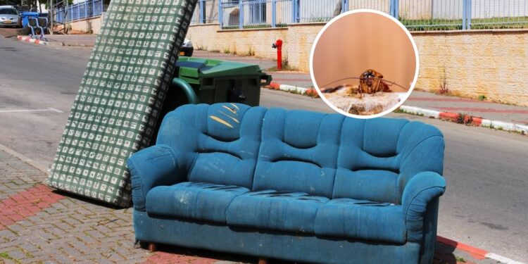 Uso inadequado de produtos e falhas na prevenção dificultam o combate eficaz a pragas em casa