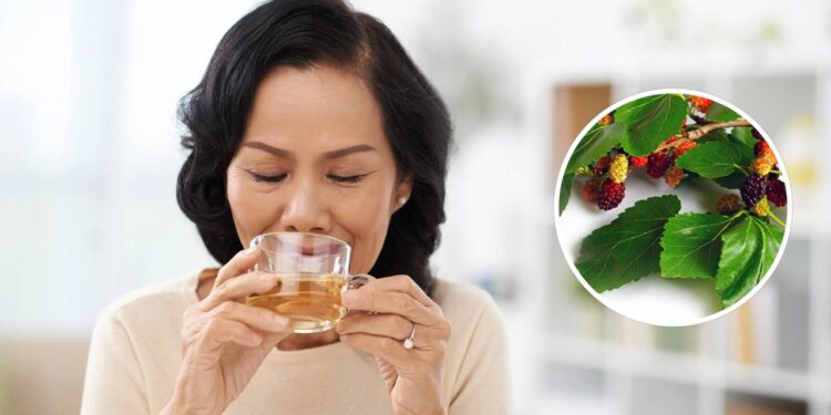 Estudada por cientistas, esta folha ajuda a aliviar os sintomas da menopausa