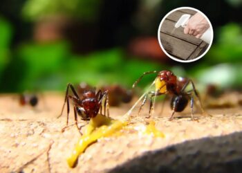 Misturas naturais para afastar formigas e manter sua casa protegida nesta primavera