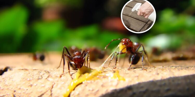 Misturas naturais para afastar formigas e manter sua casa protegida nesta primavera