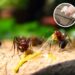 Misturas naturais para afastar formigas e manter sua casa protegida nesta primavera