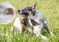 Dicas práticas para proteger seu pet dos carrapatos antes do auge do verão