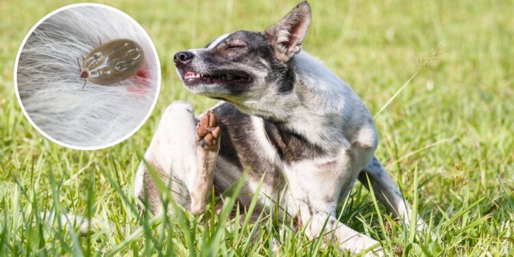 Dicas práticas para proteger seu pet dos carrapatos antes do auge do verão