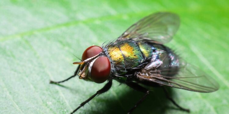 Armadilha caseira com garrafa pet que pega dezenas de moscas em 1 dia para se preparar pro verão