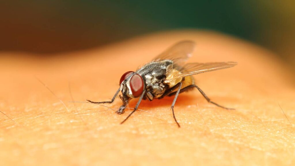 Armadilha caseira com garrafa pet que pega dezenas de moscas em 1 dia para se preparar pro verão